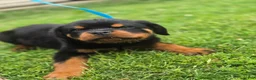 Rottweiler dogs for sale: Rottweiler Puppy 1 - Ad 1