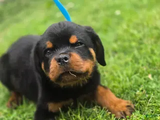 Rottweiler dogs Rottweiler Puppy 1 - Ad 9