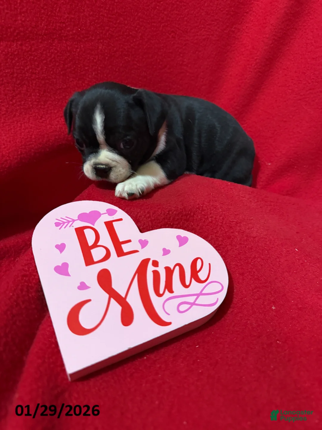 Boston Terrier dogs for sale: Haley - Ad 3