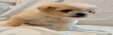 Duke