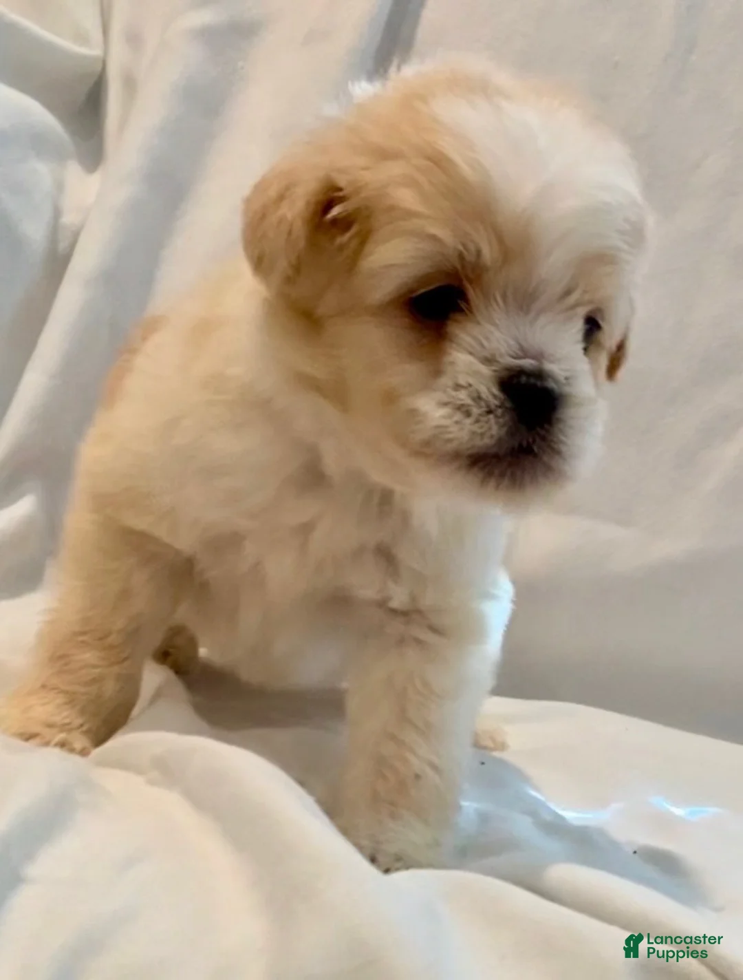 Maltipoo dogs for sale: Duke - Ad 1