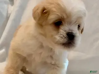 Maltipoo dogs Duke - Ad 26