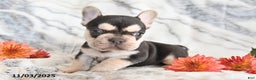 French Bulldog dogs for sale: Loni - Ad 7