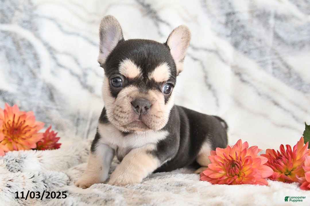 French Bulldog dogs for sale: Loni - Ad 7