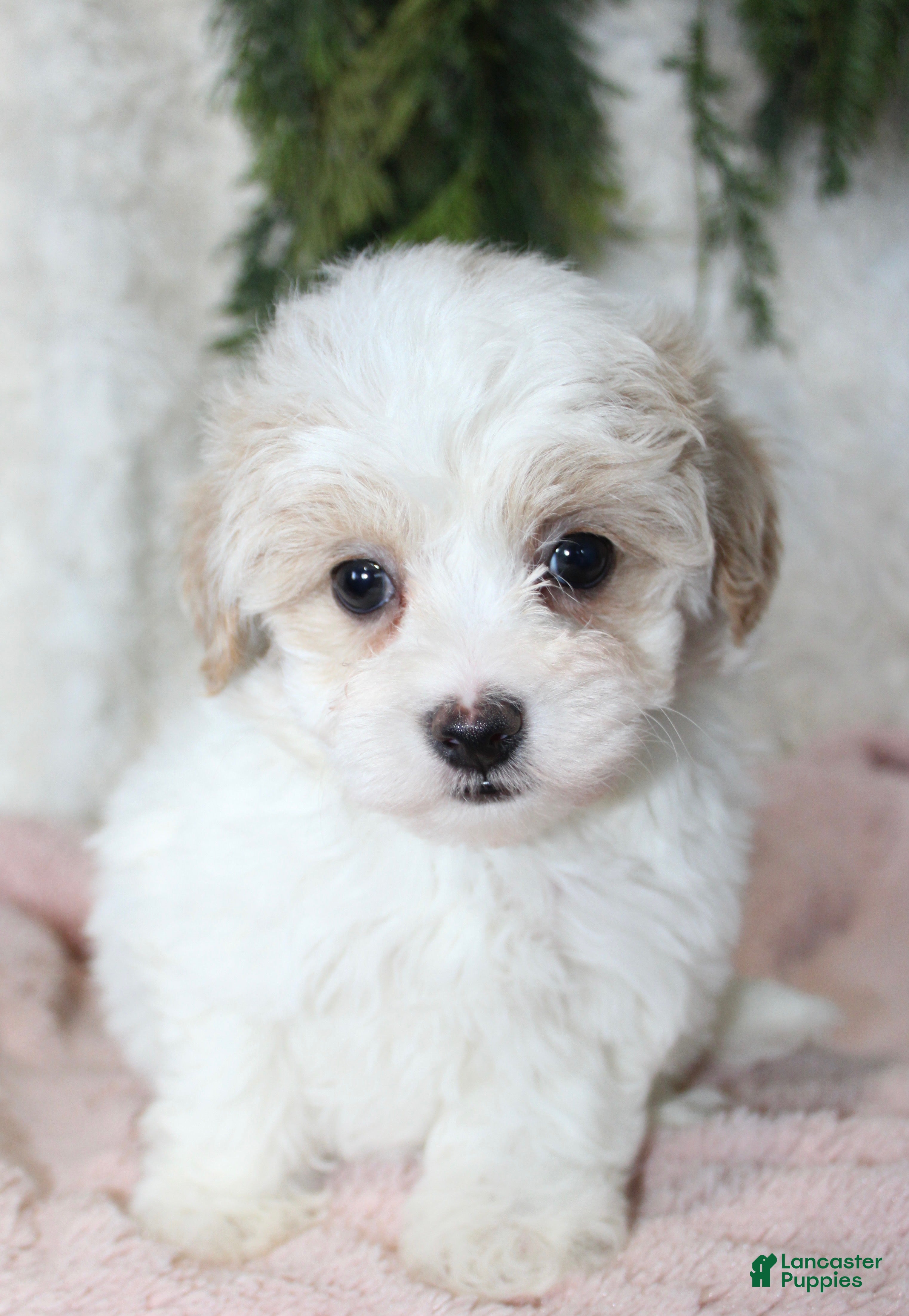 Maltipoo dogs for sale: Maltipoo 2 - Ad 8