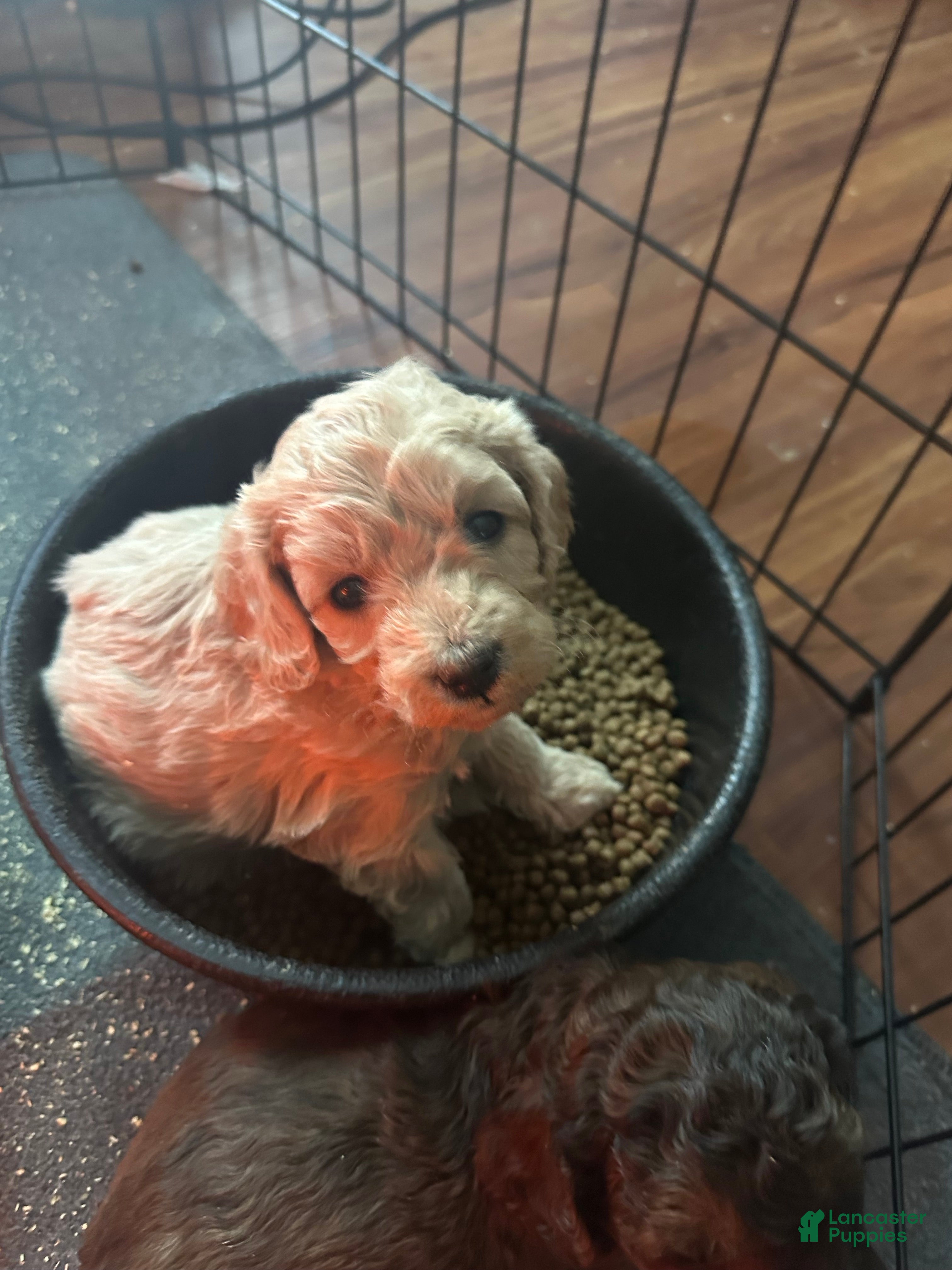 Mini Goldendoodle dogs Thyme - Ad 28