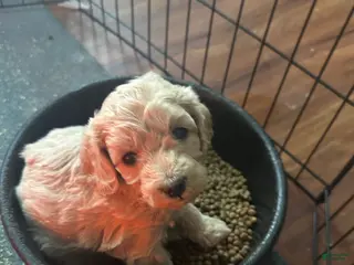 Mini Goldendoodle dogs Thyme - Ad 28