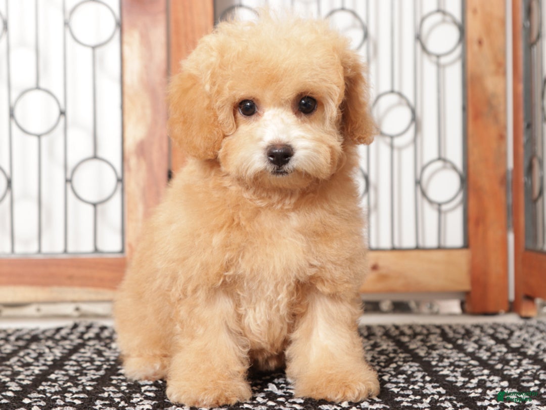 Bichpoo dogs for sale: Dot - Ad 2