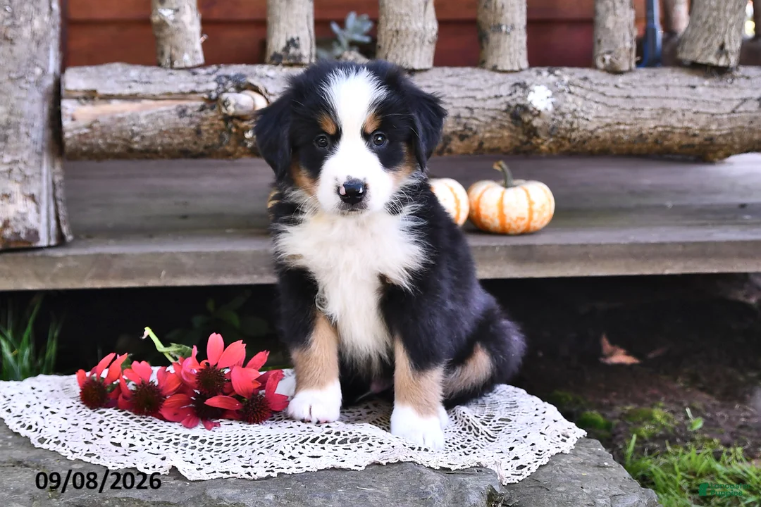 Mixed Breed dogs for sale: Russell - Ad 2