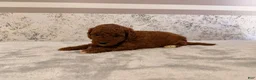 Mini Goldendoodle dogs for sale: Chrissy - Ad 3