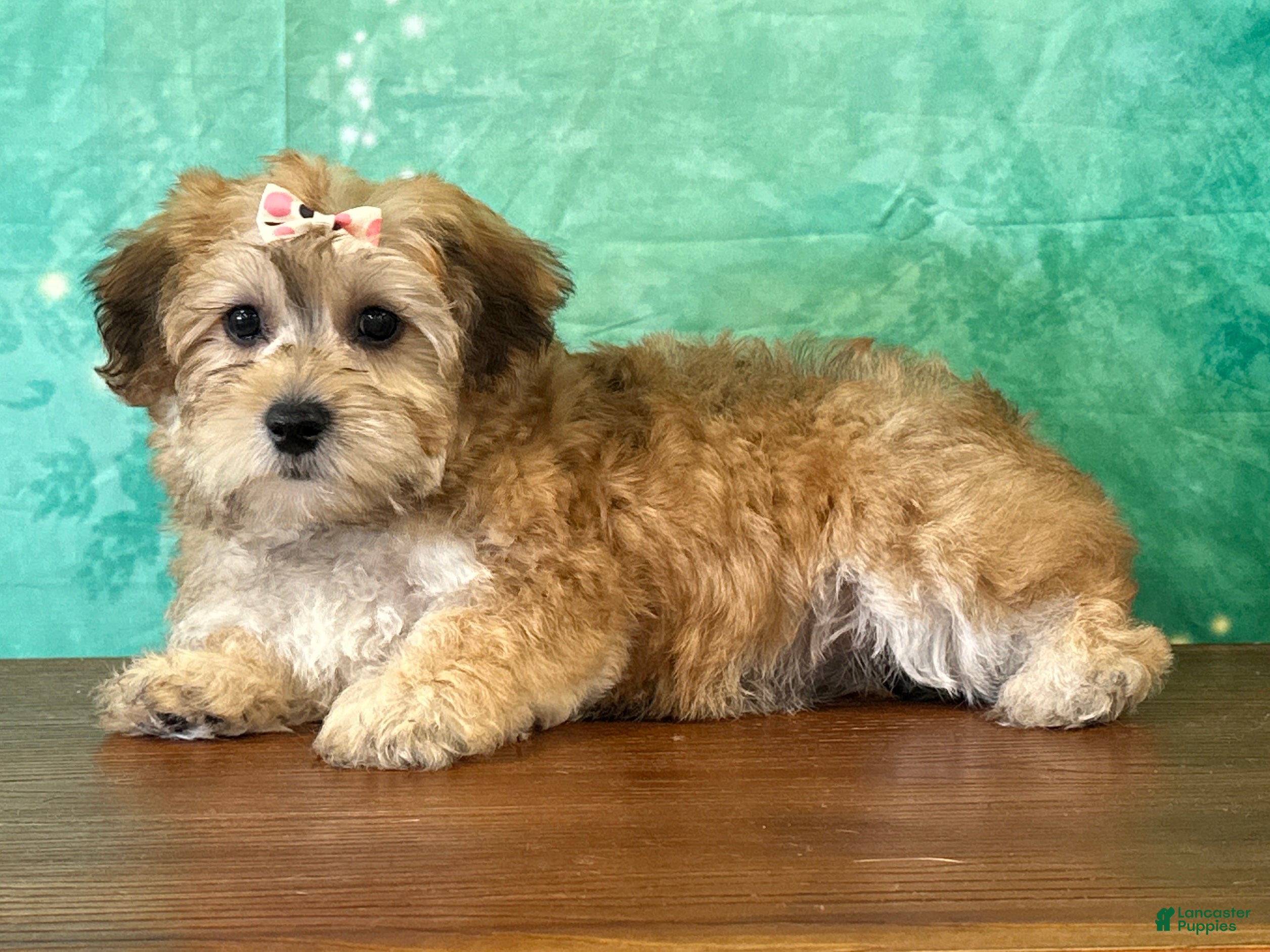 Yochon dogs Lucy - Ad 2