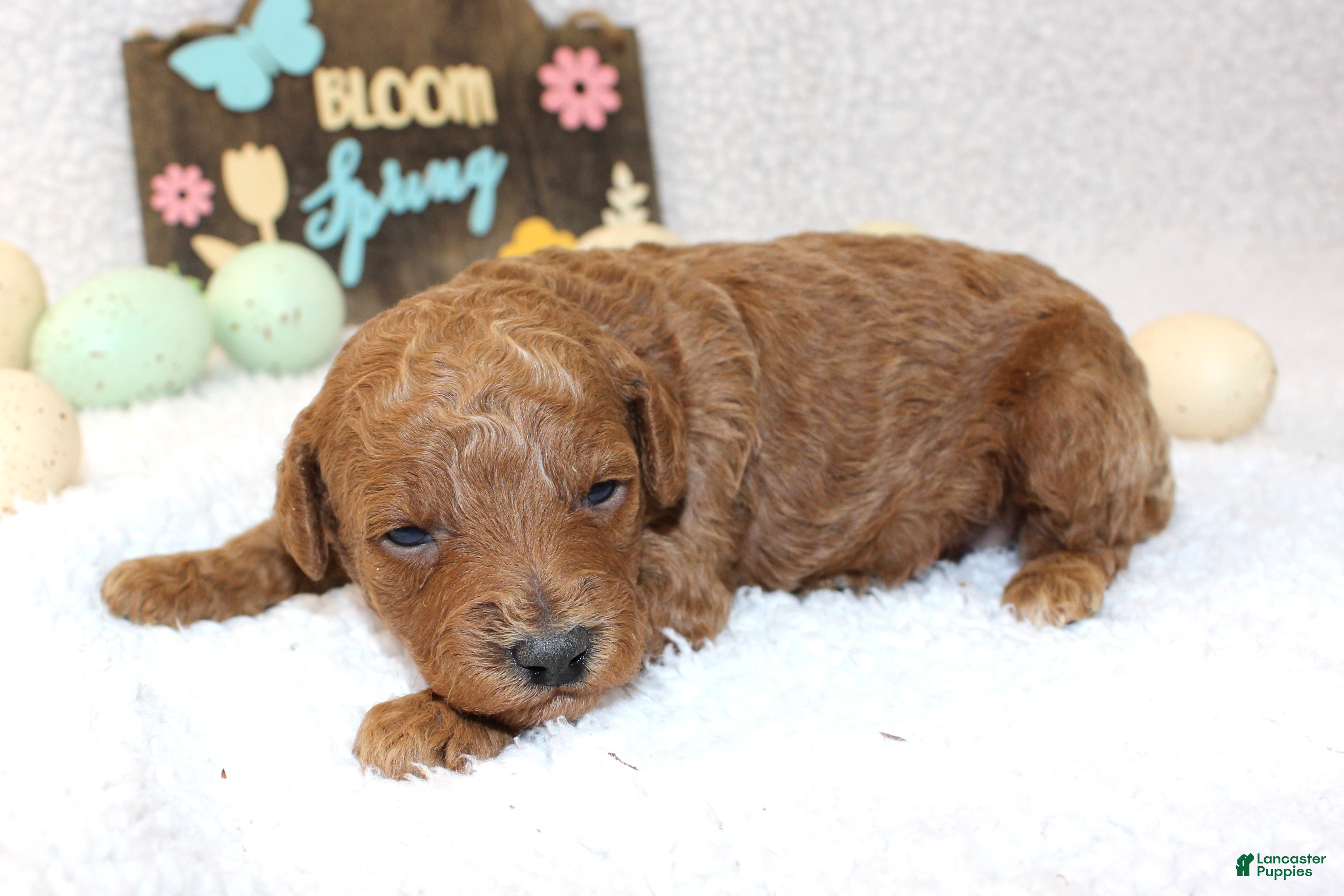 Miniature Poodle dogs Lilly - Ad 41