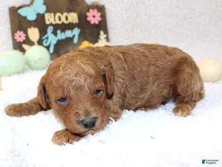 Miniature Poodle dogs Lilly - Ad 41