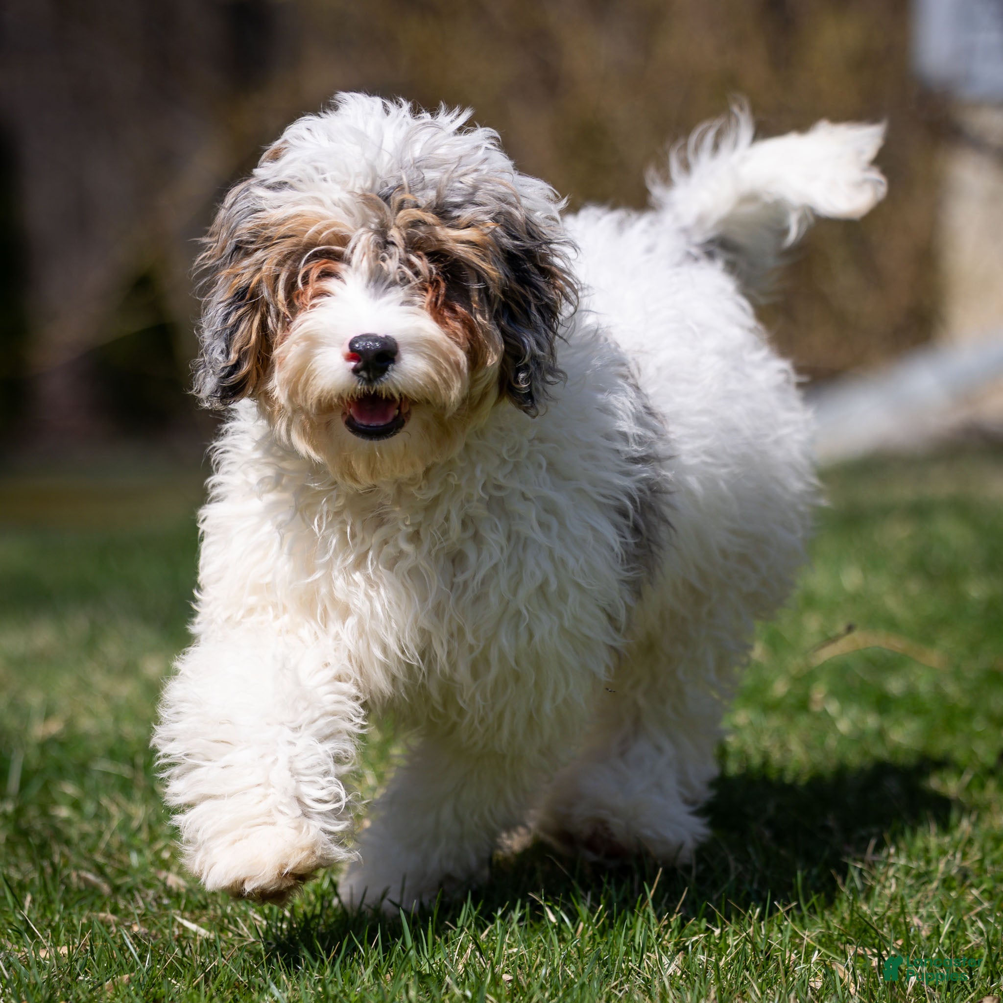 Cavapoo dogs Frosty Cavapoo Puppy  - Ad 1