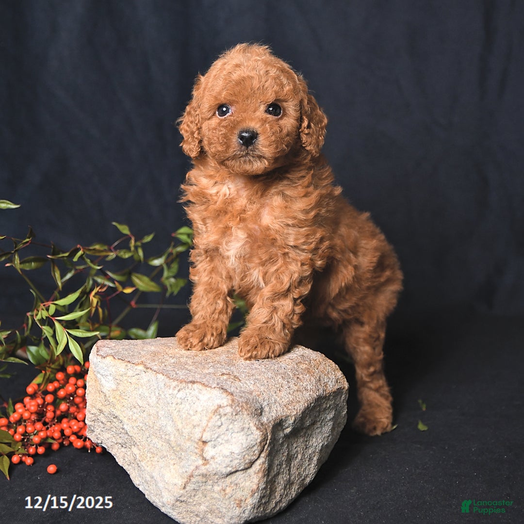 Miniature Poodle dogs for sale: Ivy - Ad 4