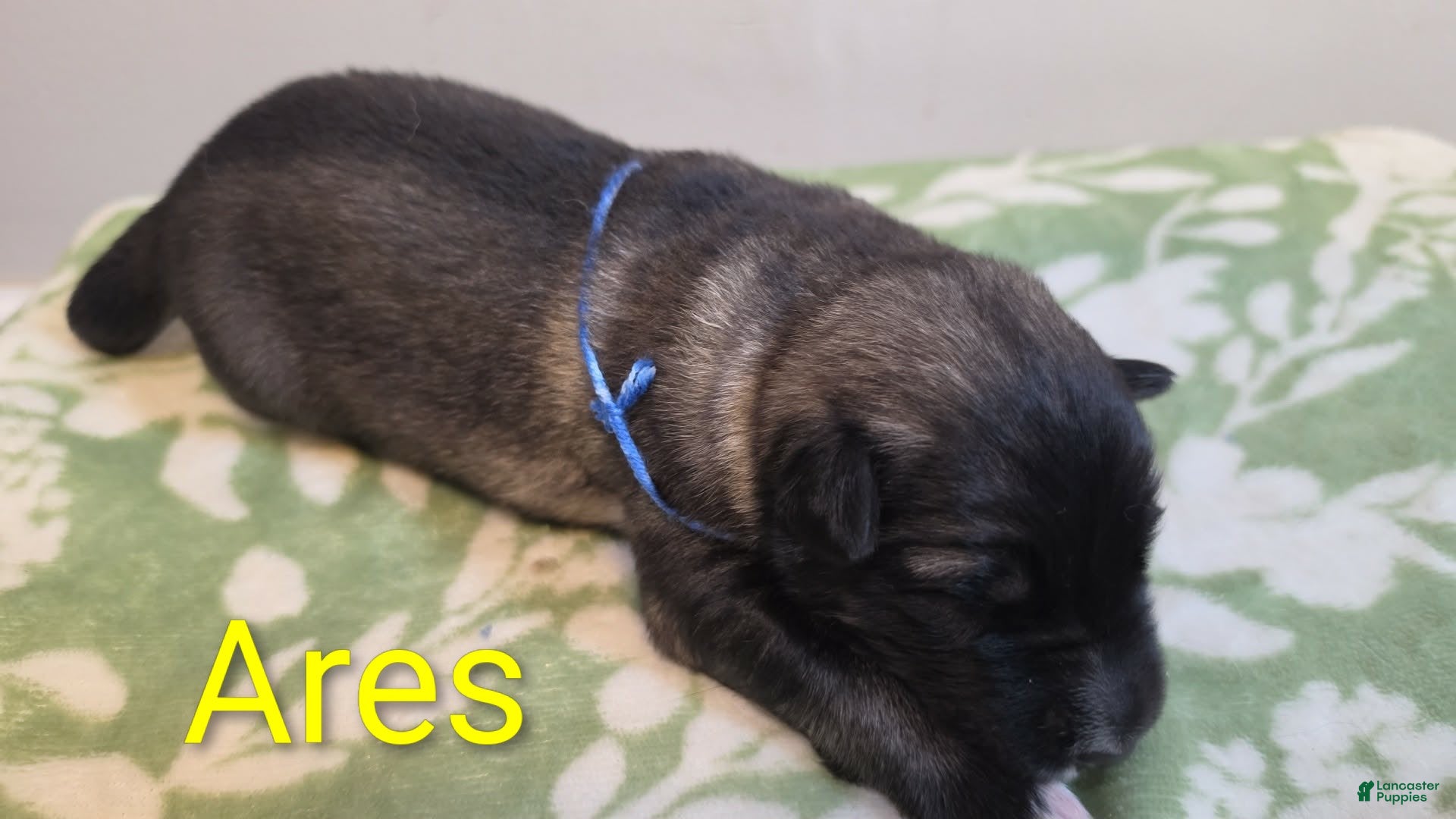 German Shepherd dogs Ares - Ad 1