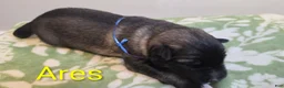 German Shepherd dogs for sale: Ares - Ad 1