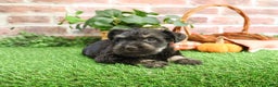 Miniature Schnauzer dogs for sale: Paige - Ad 7