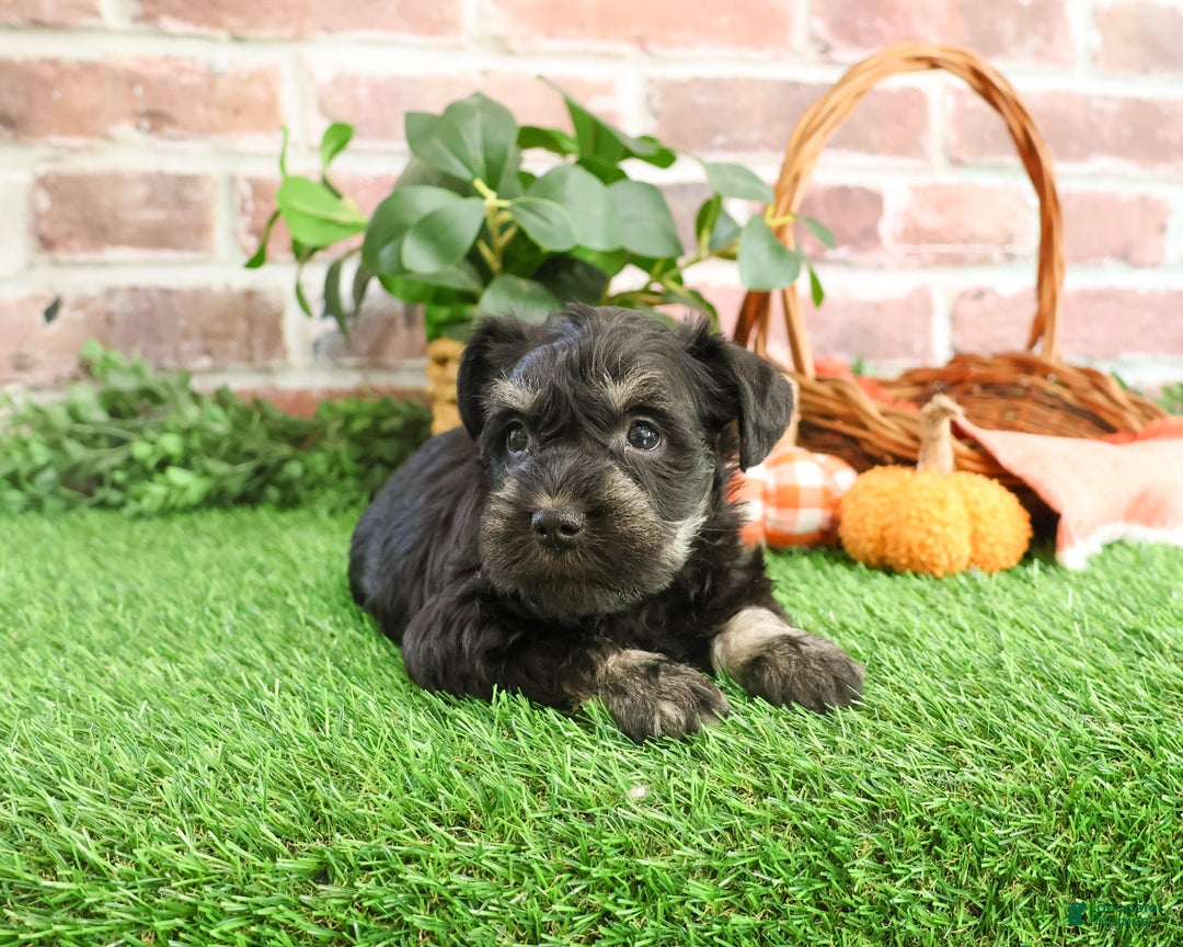 Miniature Schnauzer dogs for sale: Paige - Ad 7