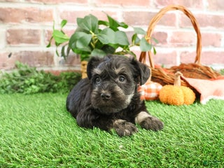 Miniature Schnauzer dogs - Ad 39