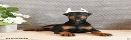 Doberman Pinscher dogs for sale: Zola - Ad 1