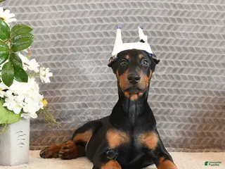 Doberman Pinscher dogs Zola - Ad 1