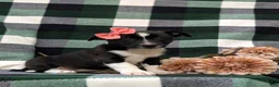 Mixed Breed dogs for sale: Cherokee - Ad 3