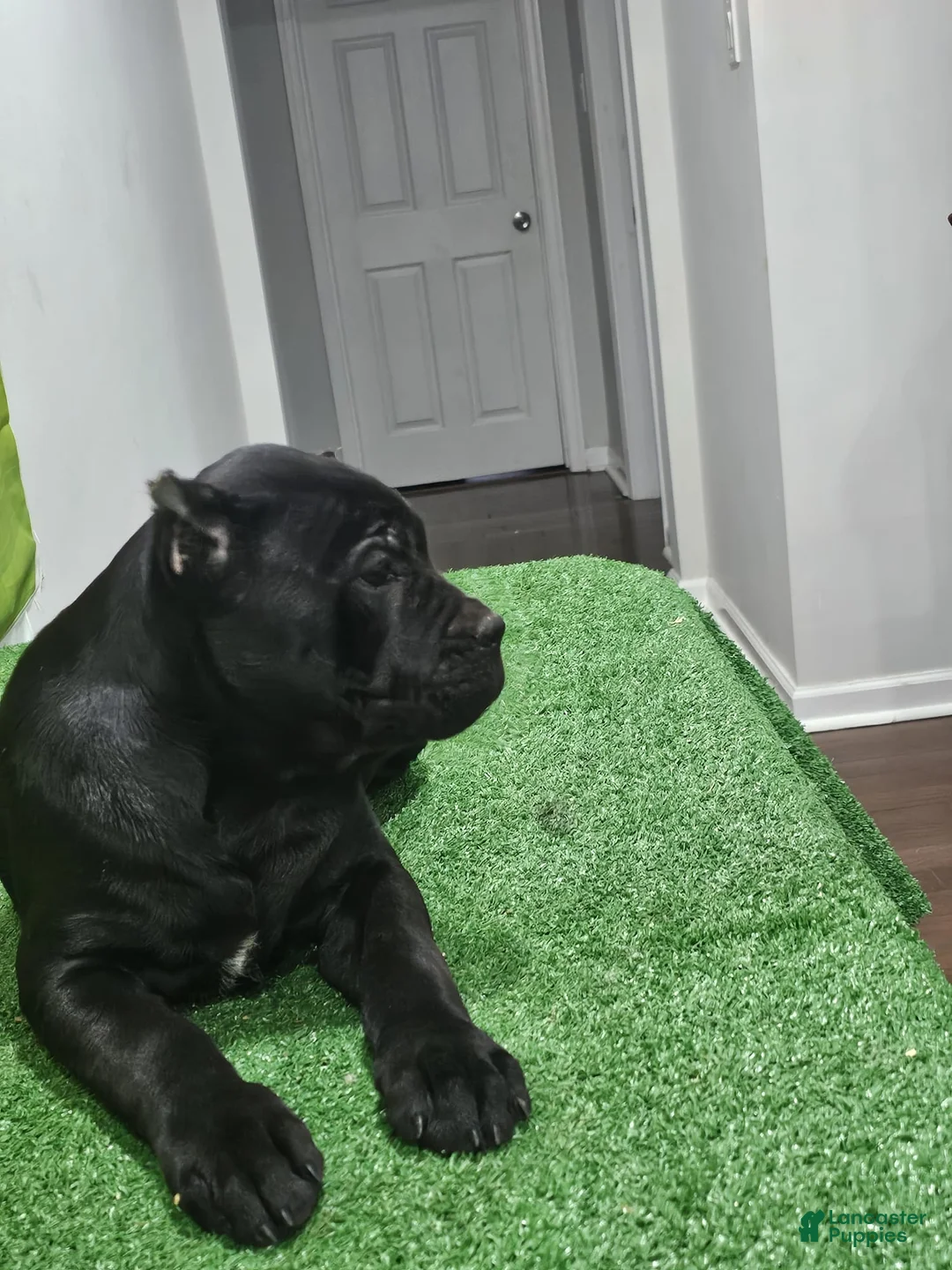 Cane Corso dogs for sale: GIZZEL - Ad 8