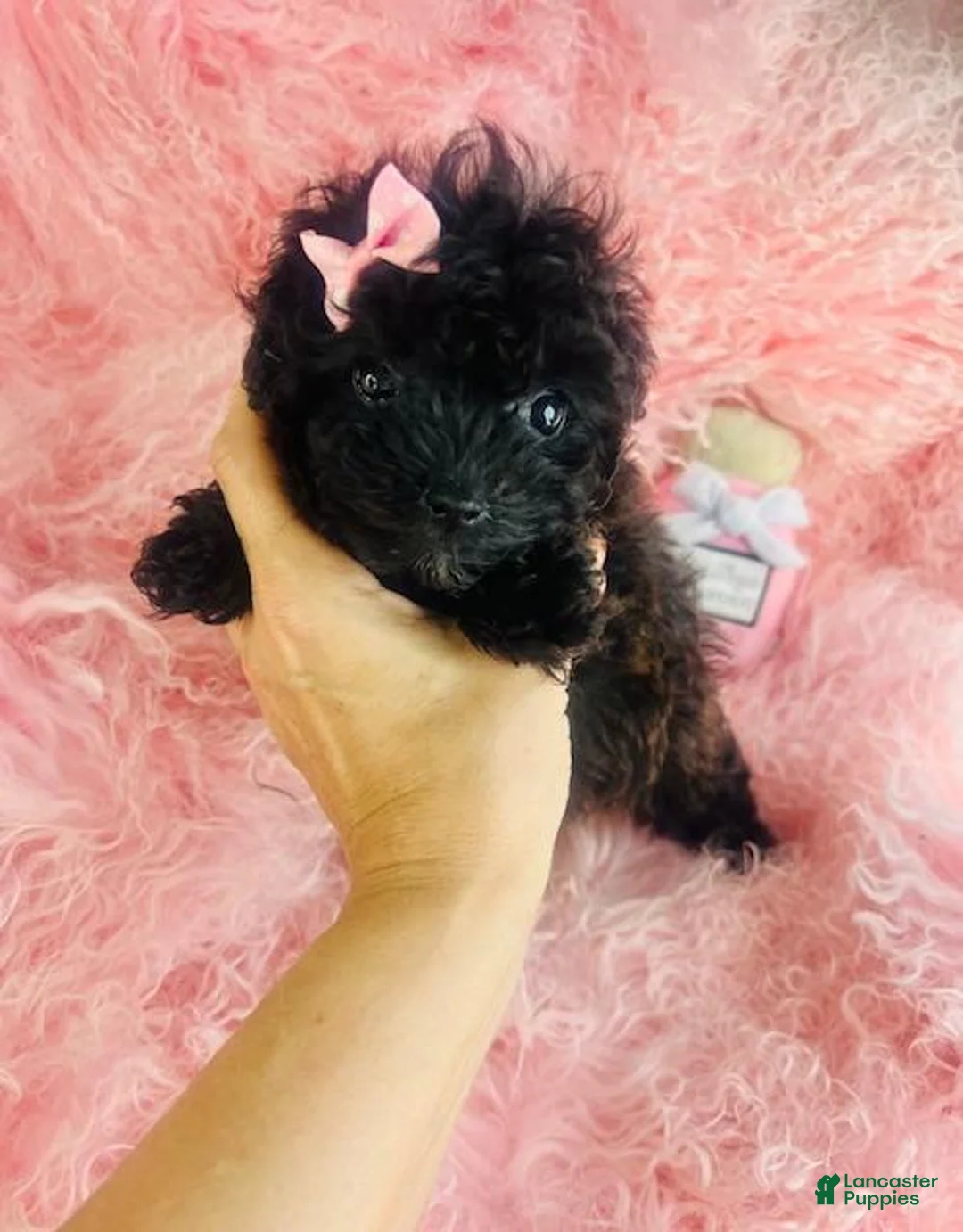 Toy Poodle dogs for sale: Toy Poodle 1 - Ad 2