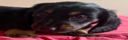 Dachshund dogs for sale: Gretchen - Ad 3