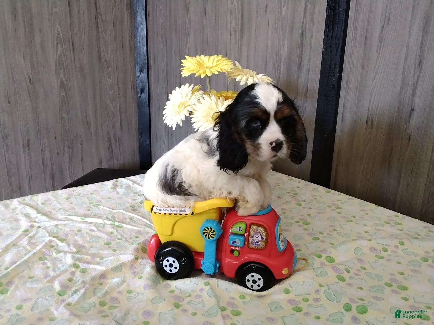 Cocker Spaniel dogs Duncan - Ad 38