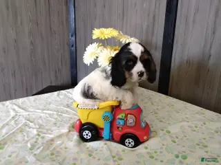 Cocker Spaniel dogs Duncan - Ad 38