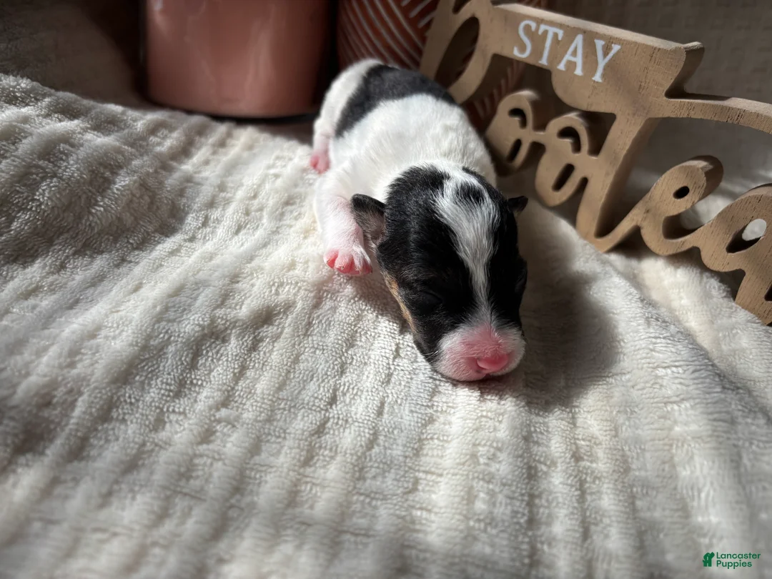 Wire Fox Terrier dogs for sale: Wire Fox Terrier 1 - Ad 2