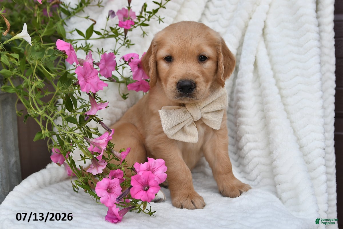 Golden Retriever dogs Carl - Ad 1