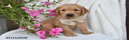 Golden Retriever dogs for sale: Carl - Ad 1