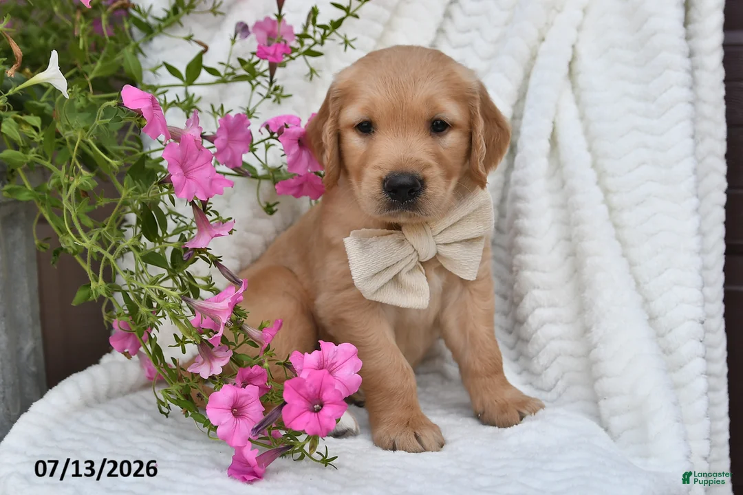 Golden Retriever dogs for sale: Carl - Ad 1