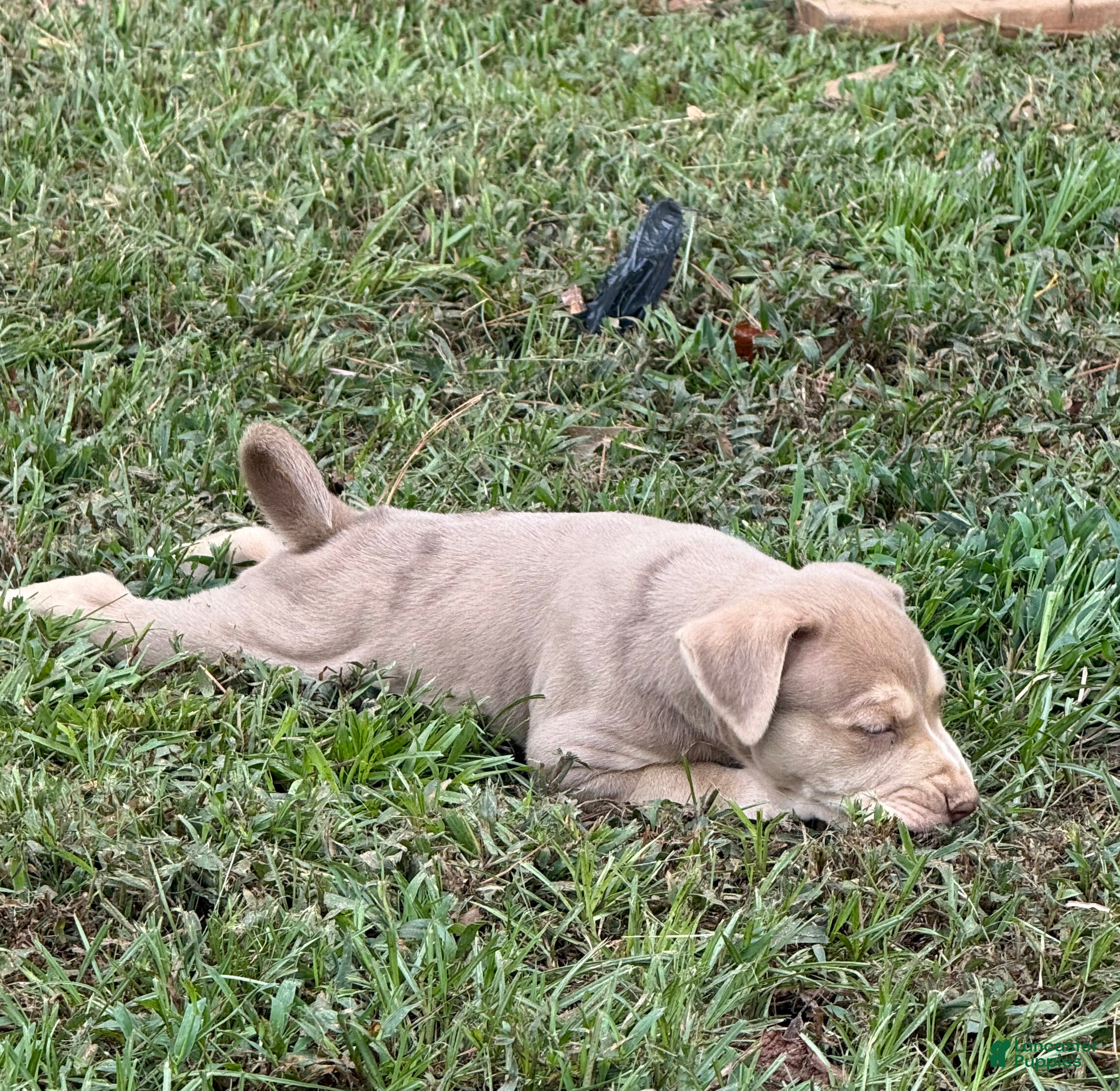 Catahoula Leopard Dog dogs for sale: Ewok - Ad 2