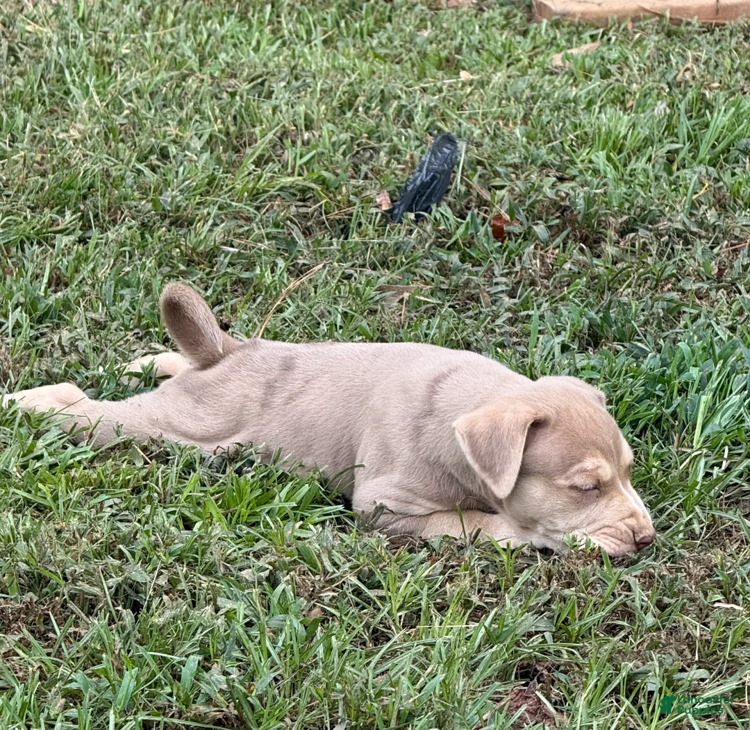 Catahoula Leopard Dog dogs for sale: Ewok - Ad 2
