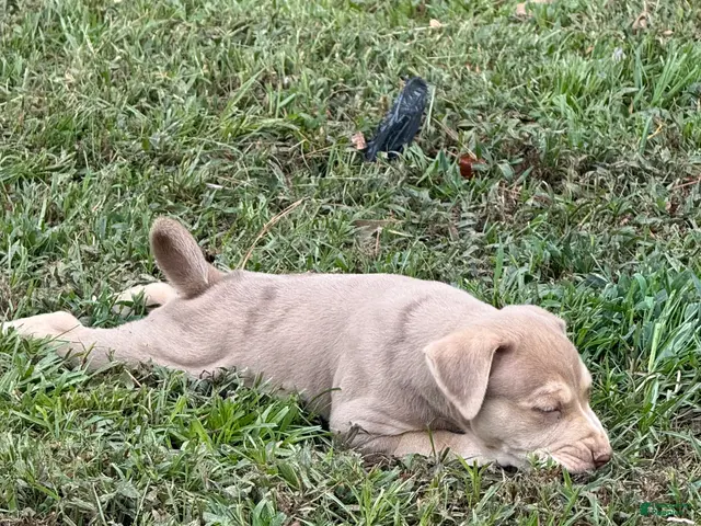 Catahoula Leopard Dog dogs for sale: Ewok - Ad 2