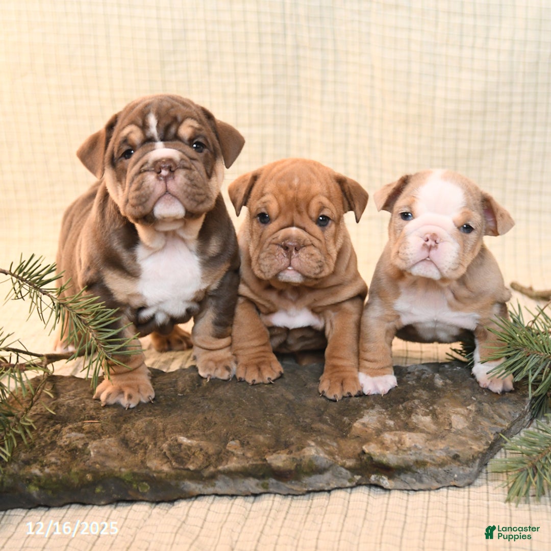 English Bulldog dogs for sale: Coffee - Ad 5