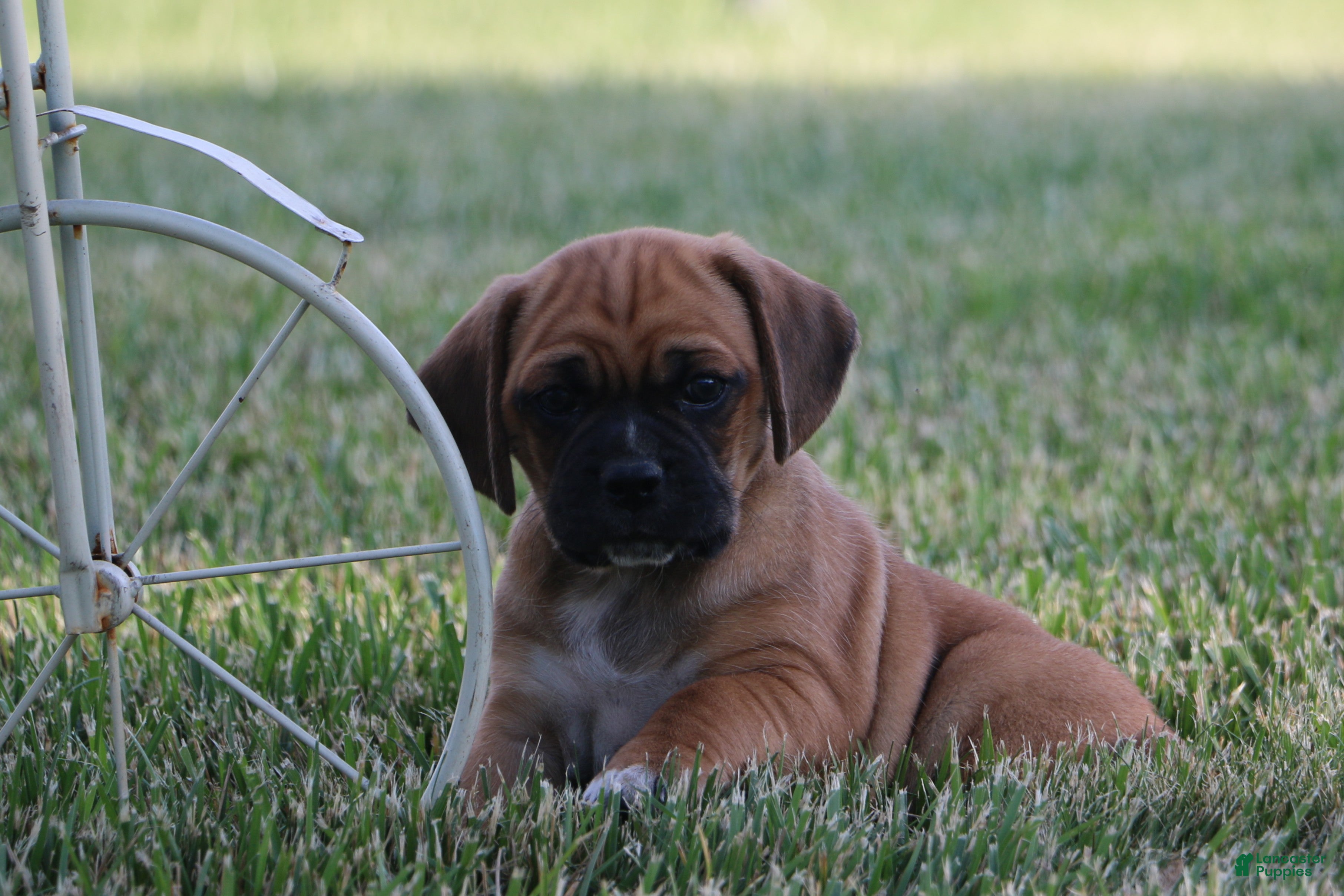 Puggle dogs for sale: Buster - Ad 1