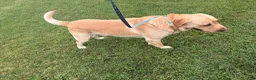 Labrador Retriever dogs for sale:  Georgie - Ad 3
