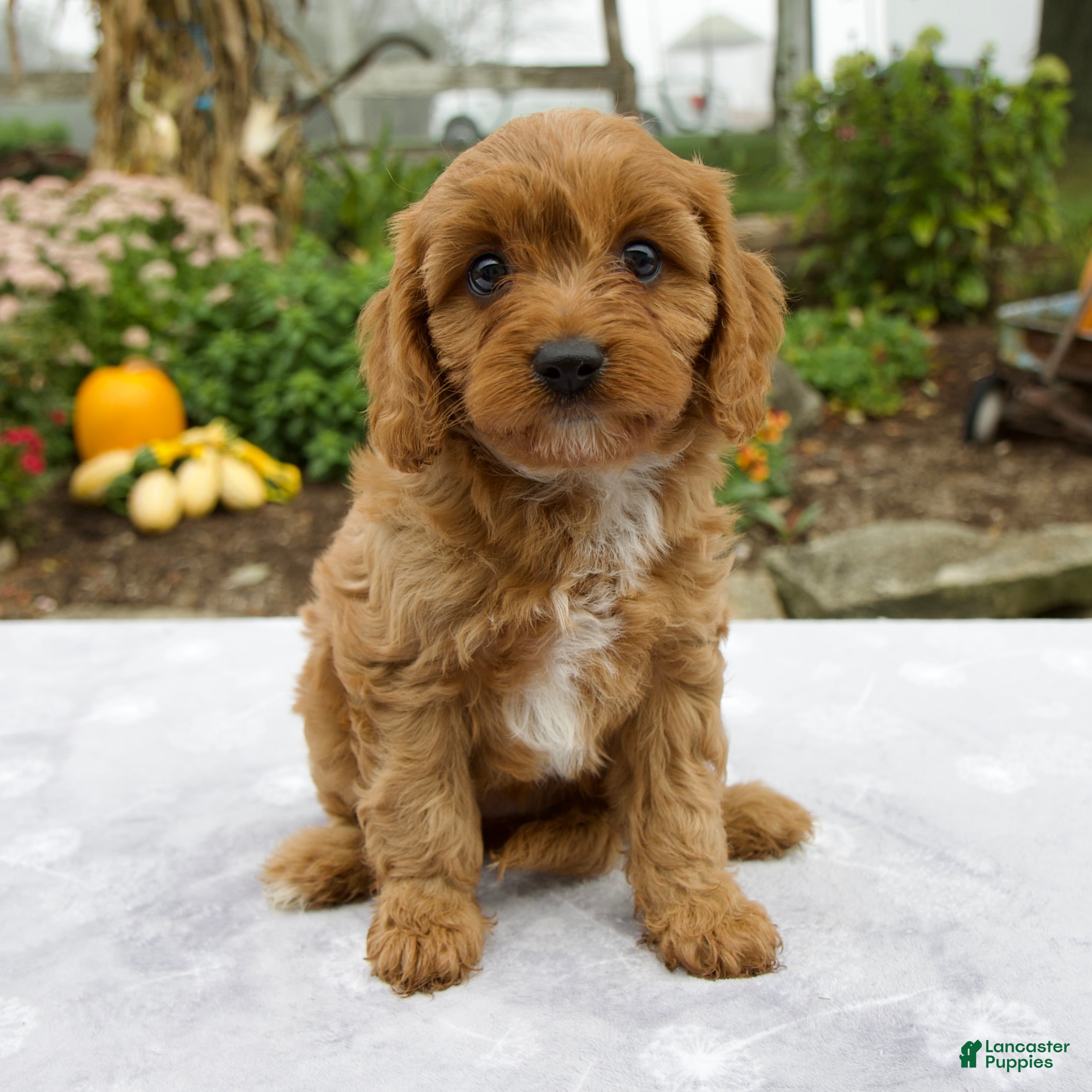 Cavapoo dogs Tilly - Ad 2
