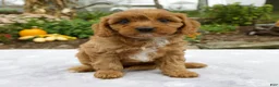 Cavapoo dogs for sale: Tilly - Ad 2