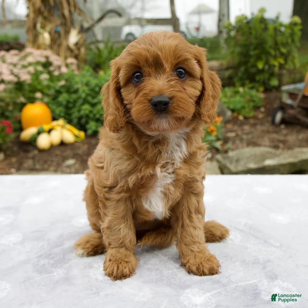Cavapoo dogs for sale: Tilly - Ad 2