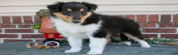 Collie dogs for sale: Sally - Ad 1
