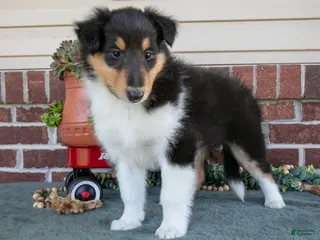 Collie dogs for sale: Sally - Ad 3