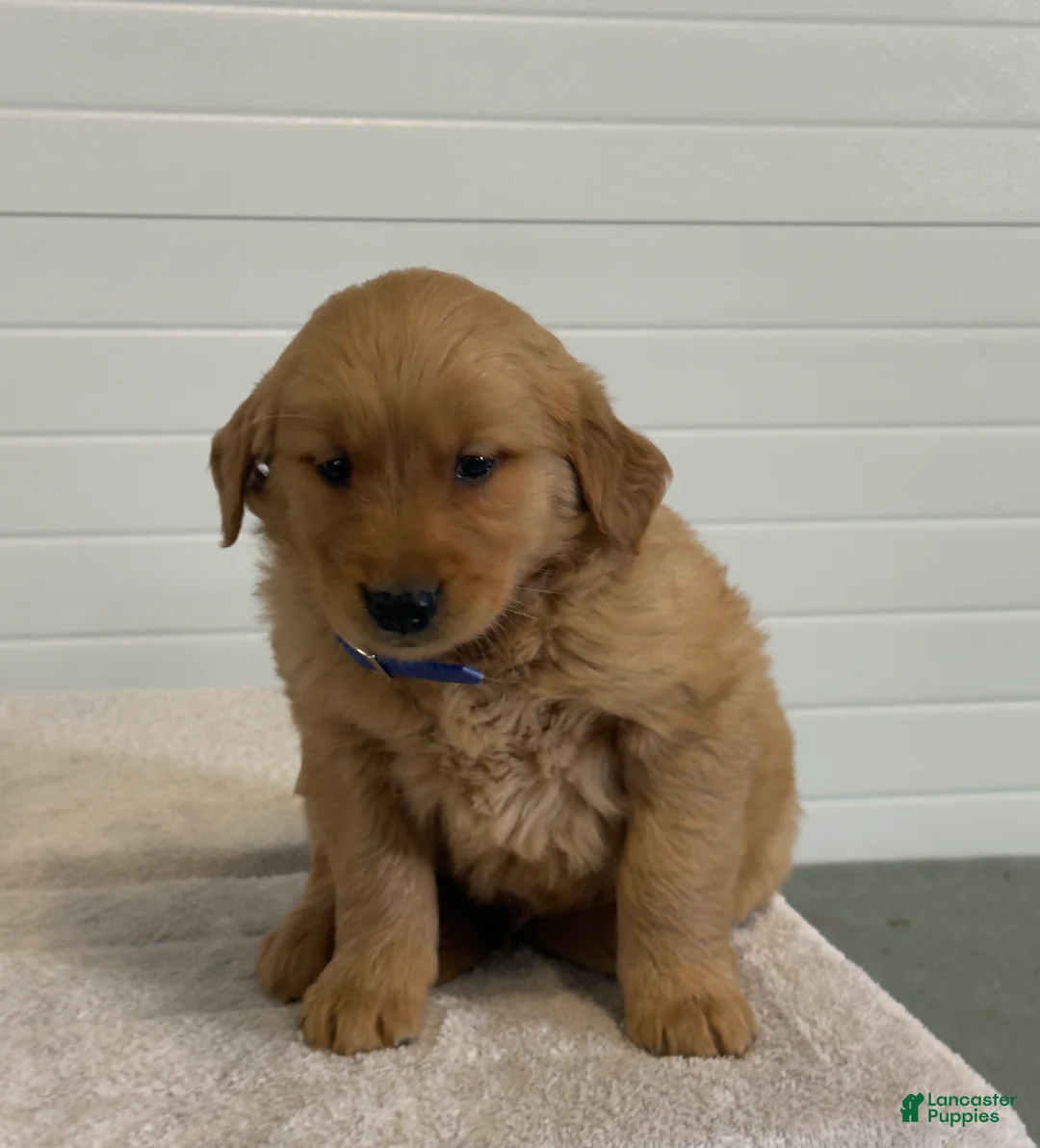 Golden Retriever dogs for sale: Kander - Ad 2