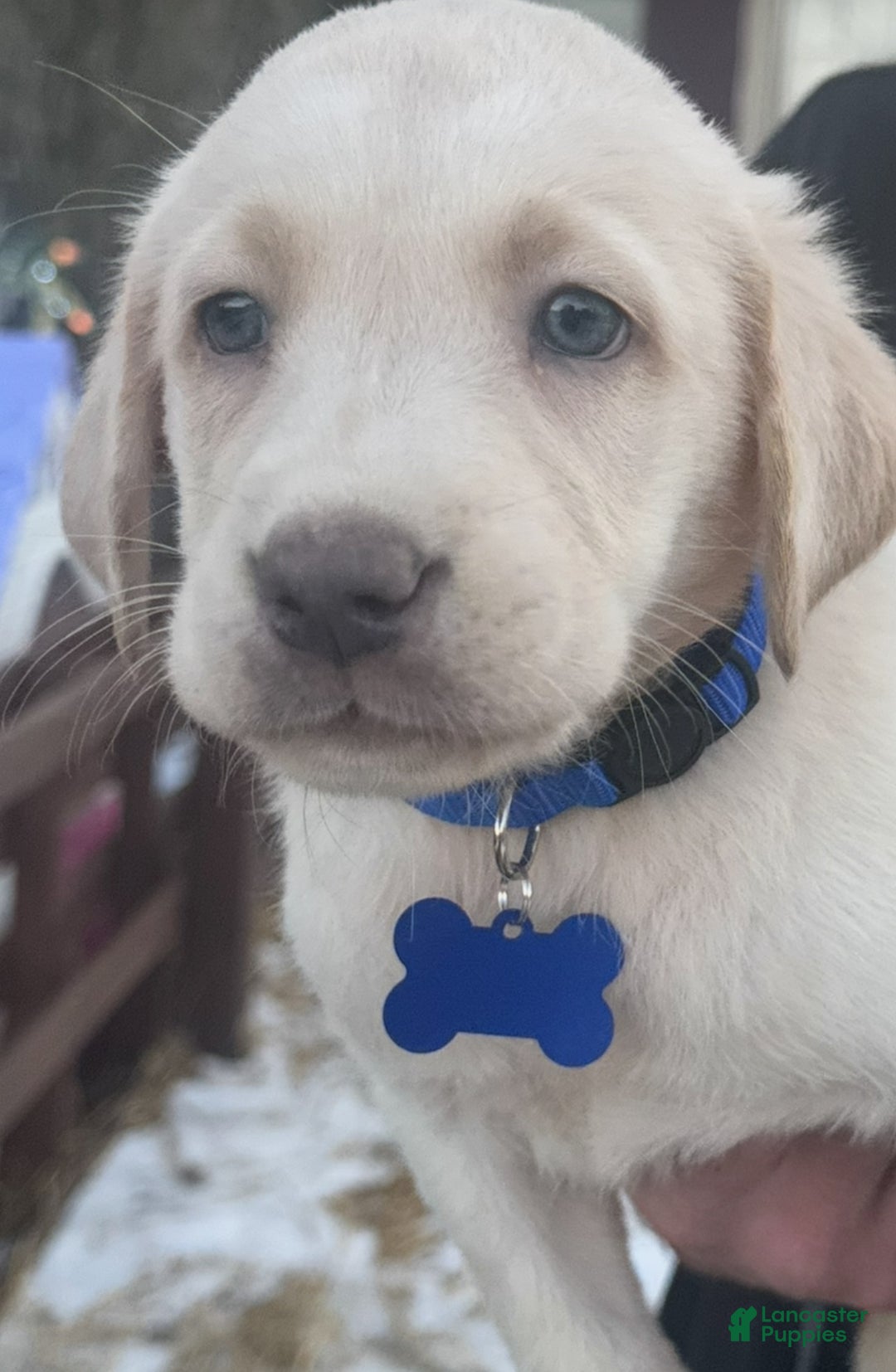 Labrador Retriever dogs for sale: Labrador Retriever Puppy 1 - Ad 6