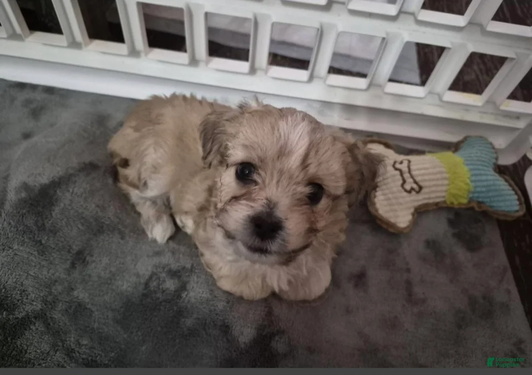 Shorkie dogs for sale: Shorkie Puppy 2 - Ad 3